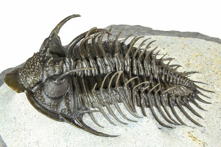 Spiny Comura Trilobite - Ofaten, Morocco #363018